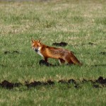 fox at the airport